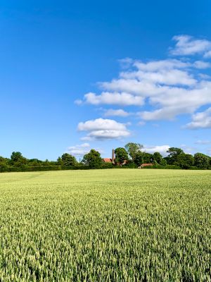 Field In The Sun